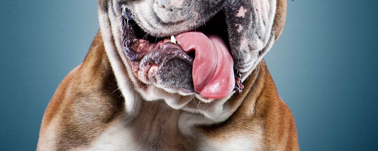 Hundefotograf Luzern, Patrick Wicki - Englische Bulldogge