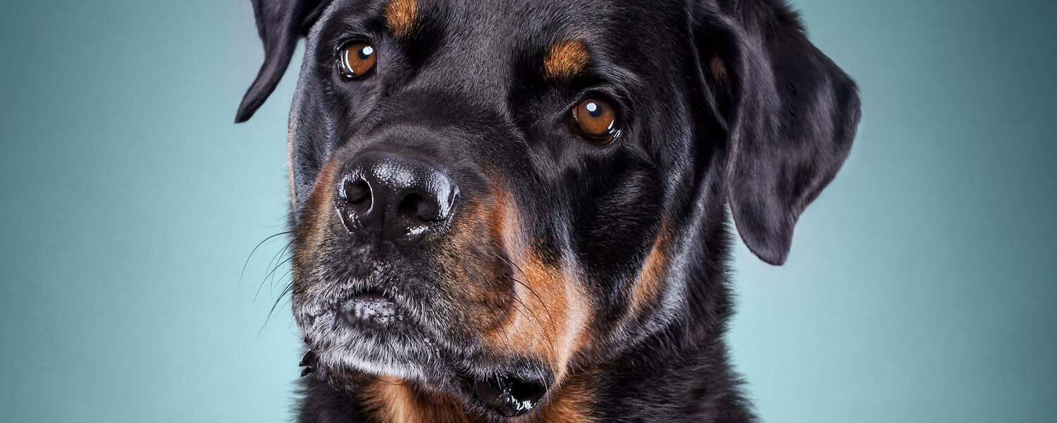 Hundefotograf Luzern, Patrick Wicki - Rottweiler