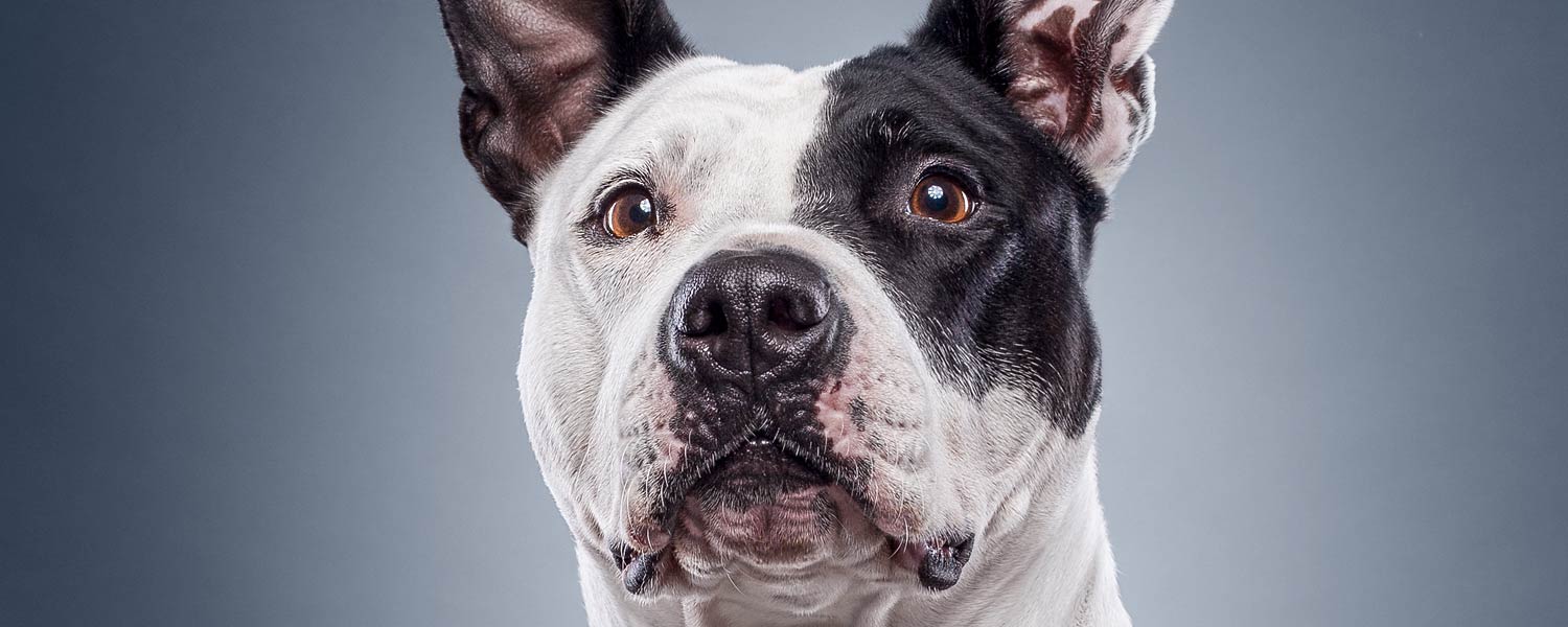 Hundefotograf Luzern, Patrick Wicki - Pitbull