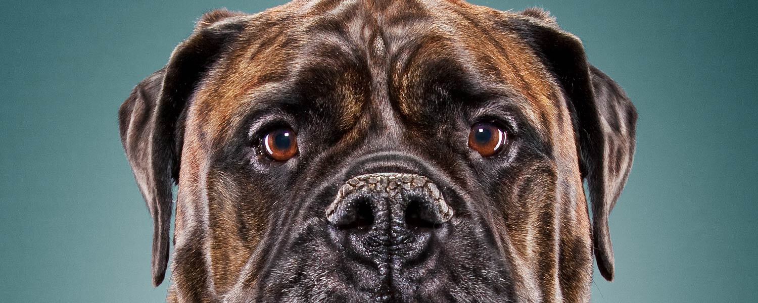 Hundefotograf Luzern, Patrick Wicki - Bullmastiff
